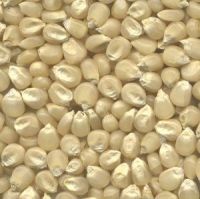  White corn   for sale