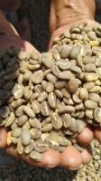 028 New Crop June 2020 Arabica Coffee Bean origin Java Island