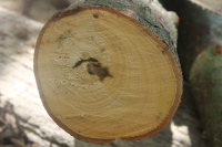 Red and white sandalwood logs