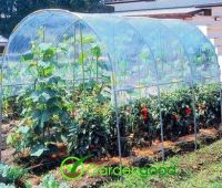 Tomato Greenhouse