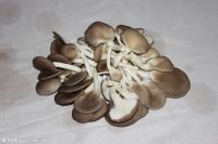 Oyster mushroom