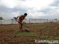 Robusta Green Coffee Bean Vietnam