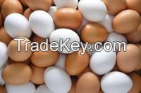 Chicken Fresh Table Eggs