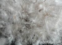 Wholesale washed grey duck down and feather