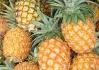 Fresh Pineapples for sale 