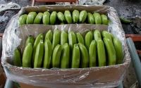 Fresh Fruits Green Cavendish Banana