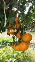 Citrus Kinnow