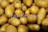 Export Quality Potato