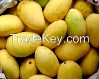 Chaunsa Sindhri Mangoes from Pakistan