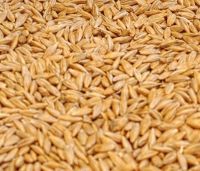 barley