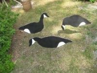 Black and white silhouette canada goose decoys