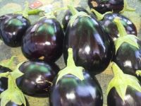 Fresh Eggplant