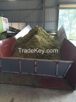 corn silage for cattle