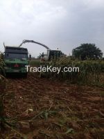 delicious corn silage