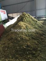 corn silage