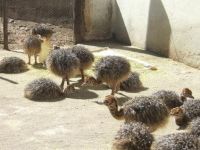 Ostrich Chicks 2 To 3 Months Old  for Sale