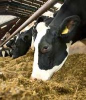 CORN SILAGE (mixed fiber feeds for bovine)