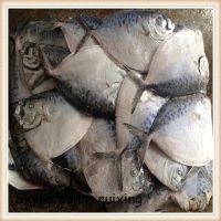 Frozen moonfish(mene maculata) for common use