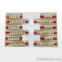 SYNTHETIC RESIN TEETH