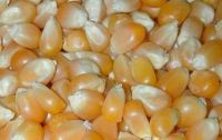 Yellow Corn &amp; Yellow Maize