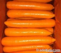 Fresh carrot