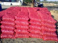 Fresh Onion Exporters