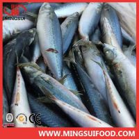 High quality sea frozen whole round mackerel