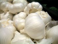 fresh garlic