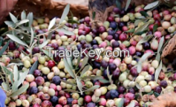 The Olive Grove