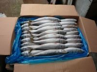 Hot Sale Frozen Seafood Mackerel Fish