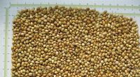 CORIANDER Eagle Quality 