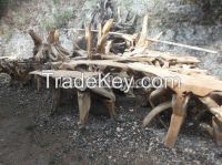 teak root