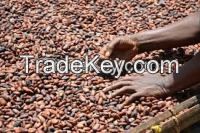 cocoa beans, cocoa powder, cocoa cream, cocoa oil, cocoa shell, cocoa seedlings