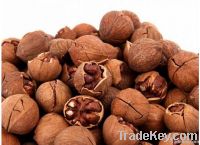 Walnut