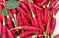 Red Chillies