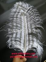 Burnt Ostrich Feather (spaced Effect) From