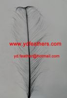 Burnt Ostrich Feather/Plume Dyed Black