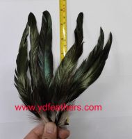 Rooster/coque/cock Tail Feather From