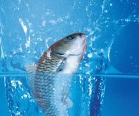 Quorum Quenching Enzyme