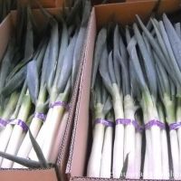 Fresh welsh onion