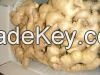 SOUTH AFRICA FRESH GINGER FOR SALE 