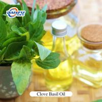Natural Clove Basil Oil Ocimum Gratissimum