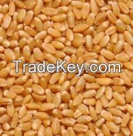 Wheat Exporter