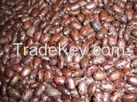 castor seed for sale