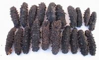 Best Dried sea cucumber