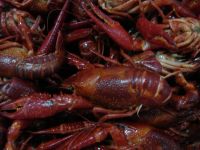 Quality Crawfish