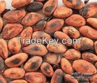 Cameroon Cocoa Bean