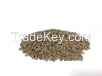 Ethiopian Vetch seed