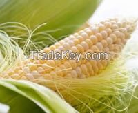 Corn