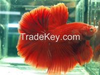 Betta , Siamnese Fighting Fish, Pla Kad From Thailand